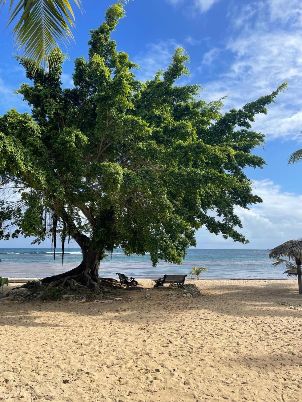 Studio Hibiscus Anse Des Rochers Saint Francois Ngoại thất bức ảnh